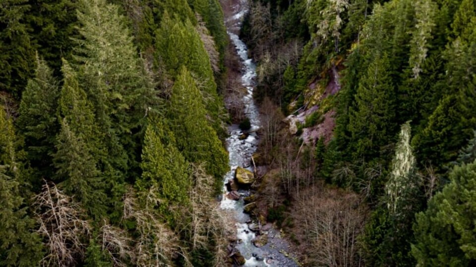Un ruisseau dans une forêt.