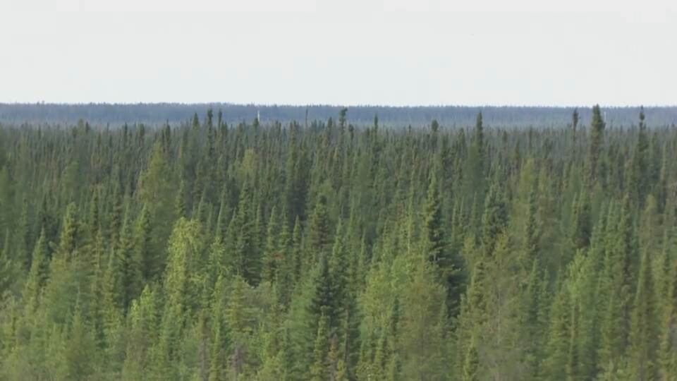 Une forêt de sapins au Manitoba