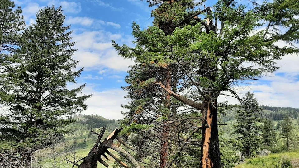 Une forêt avec des conifères sous un beau soleil