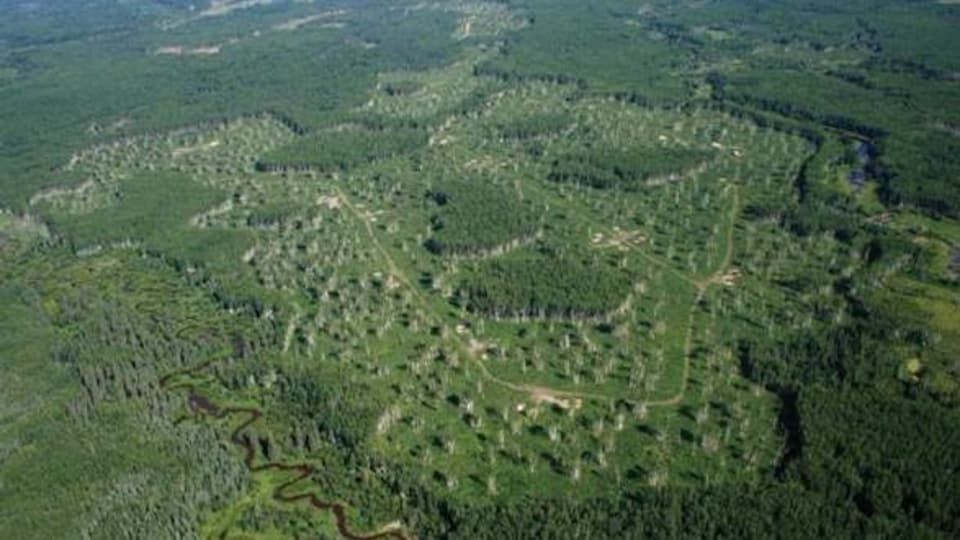 Vue aérienne d'une coupe forestière.