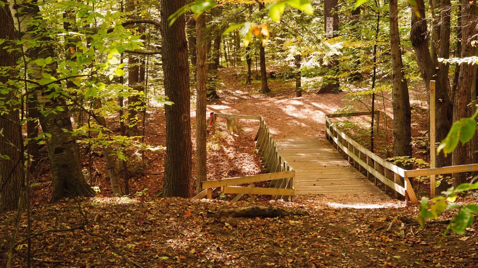 Un pont en bois enjambant un fossé.