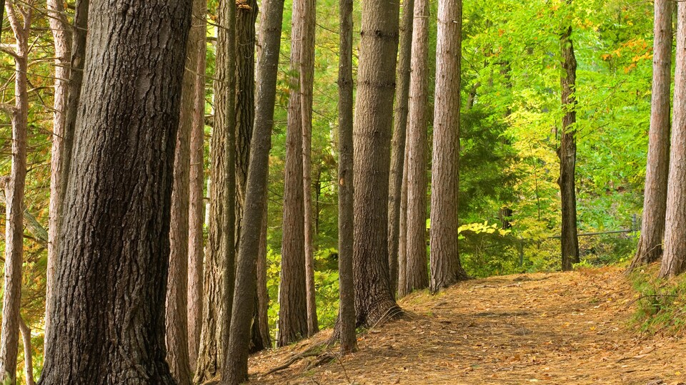 Un sentier dans une forêt en été