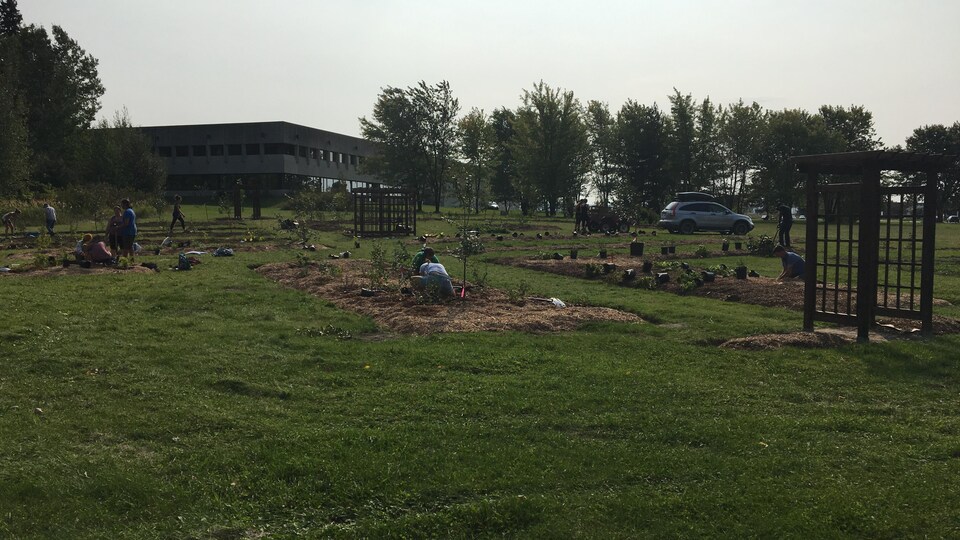 Site de la forêt nourricière sur les terrains du Cégep de Saint-Félicien