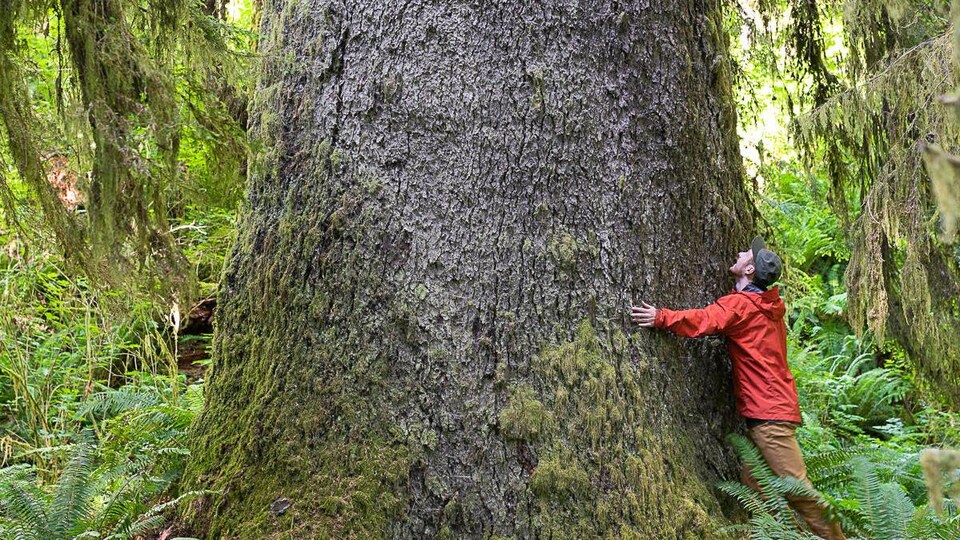 Un homme au pied d'un arbre géant.