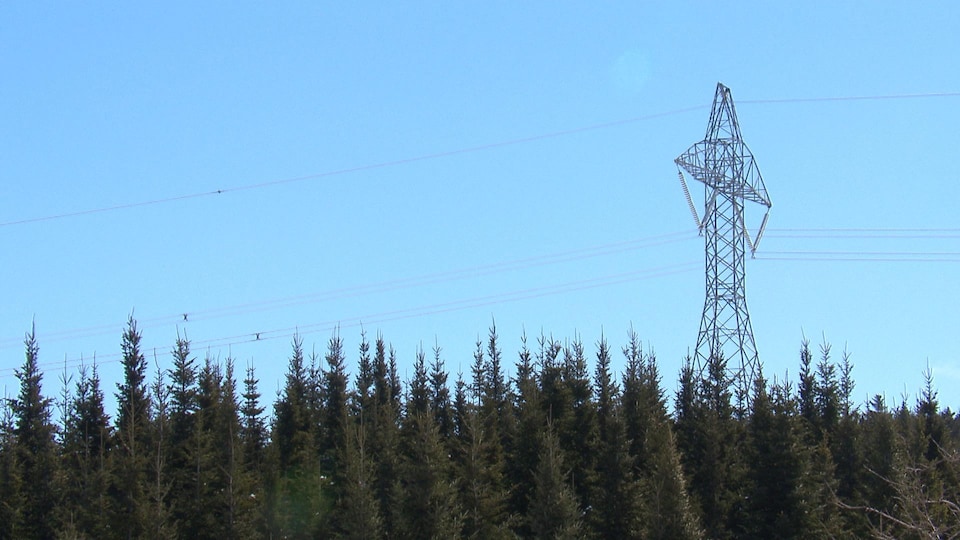 Un pylône situé au coeur d'une forêt.