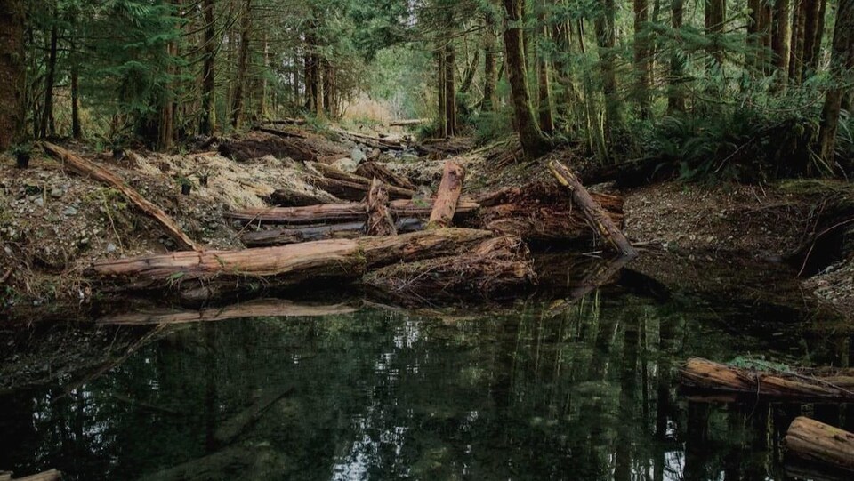 Un ruisseau et des arbres au coeur d'une forêt.