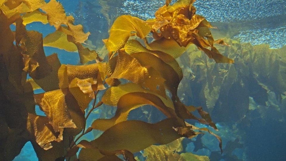 Une grande branche d'algue varech sous l'eau. 