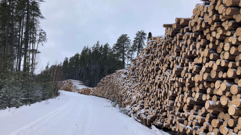 Des arbres coupés et empilés en bordure d'un chemin forestier l'hiver.