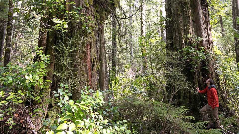 Une homme se tient debout devant un arbre dans une forêt.