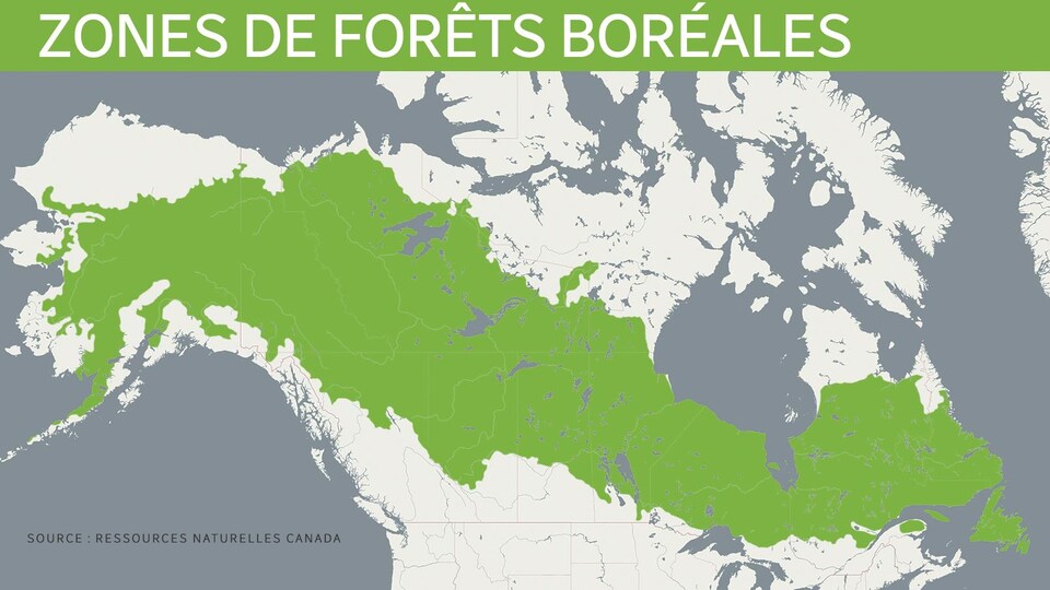Une carte du Canada et de l'Alaska la zone recouverte par des forêts boréales, une large bande allant de l'Alaska et traversant le pays en diagonale jusqu'à Terre-Neuve-et-Labrador.