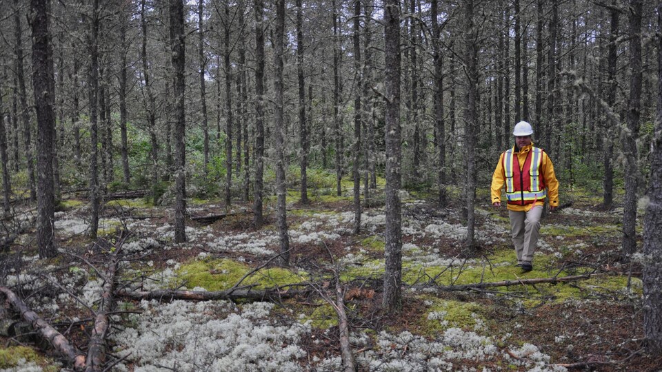 Jean-Pierre Saucier marche dans une forêt de conifères.