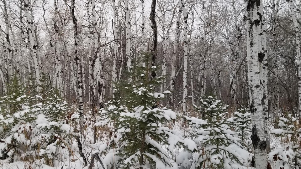 Des peupliers faux-trembles et des pins à FortWhyte Alive dans un paysage neigeux. 