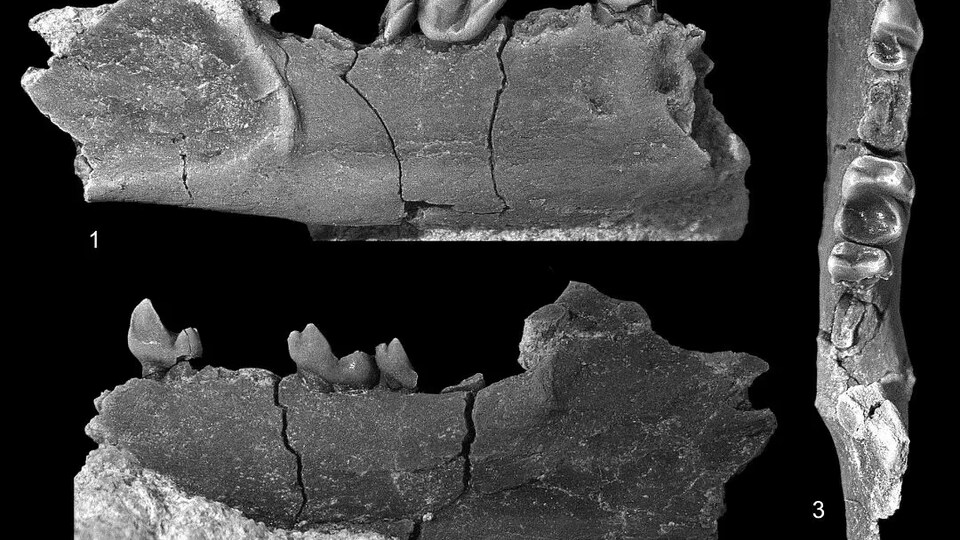 Des dents et des mâchoires fossilisées.