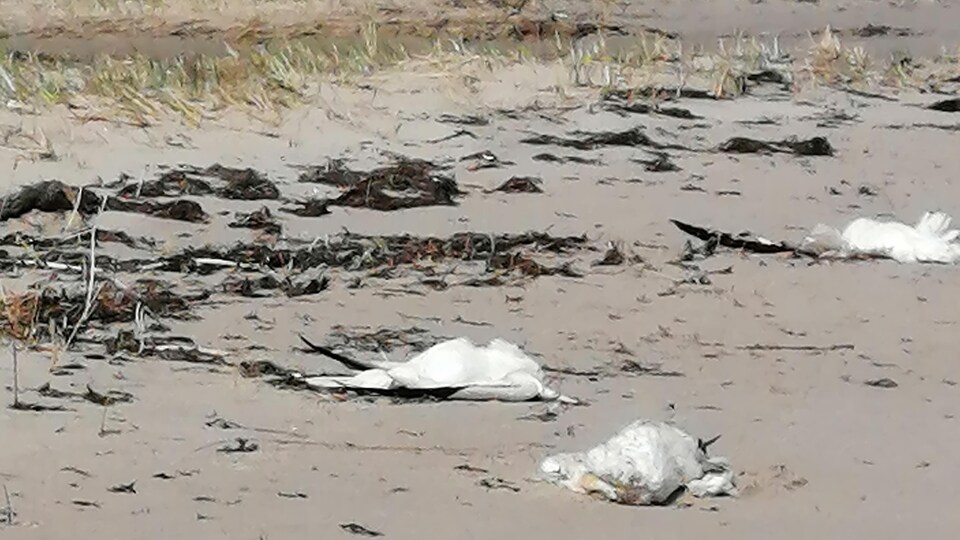 Three dead geese on a beach.