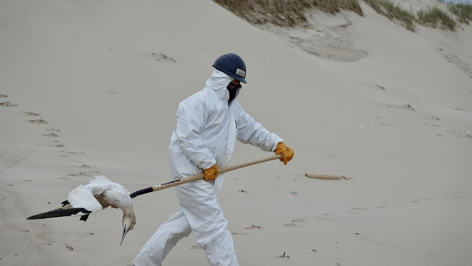 A man in protective gear carries a dead gannet on the end of a fork.                         