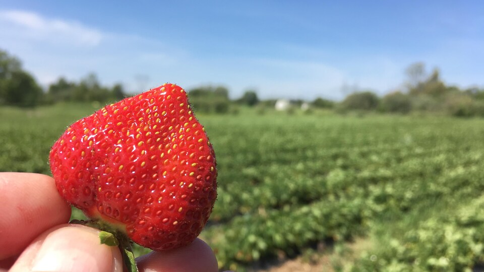 Gros plan sur une fraise avec un champ de fraises en arrière-plan.