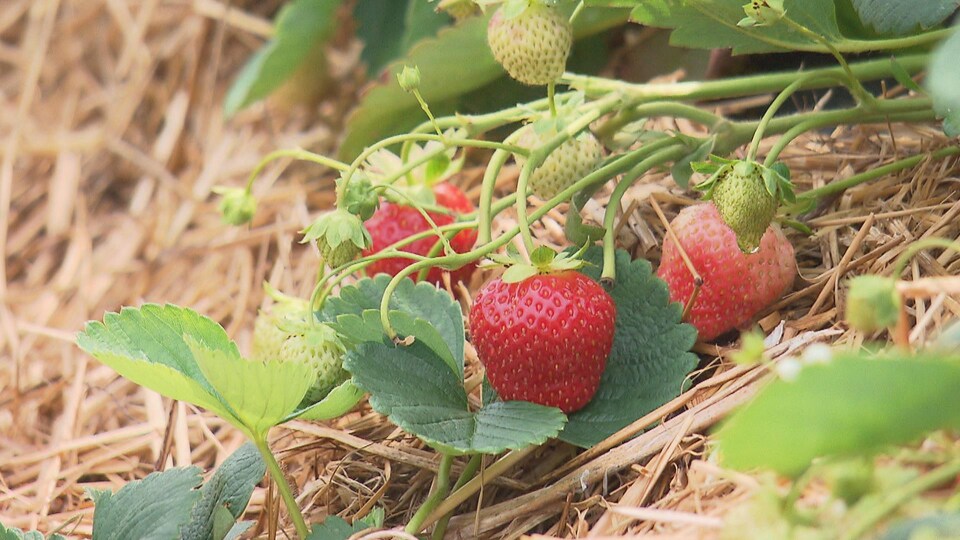 Des fraises mûres dans un champ.