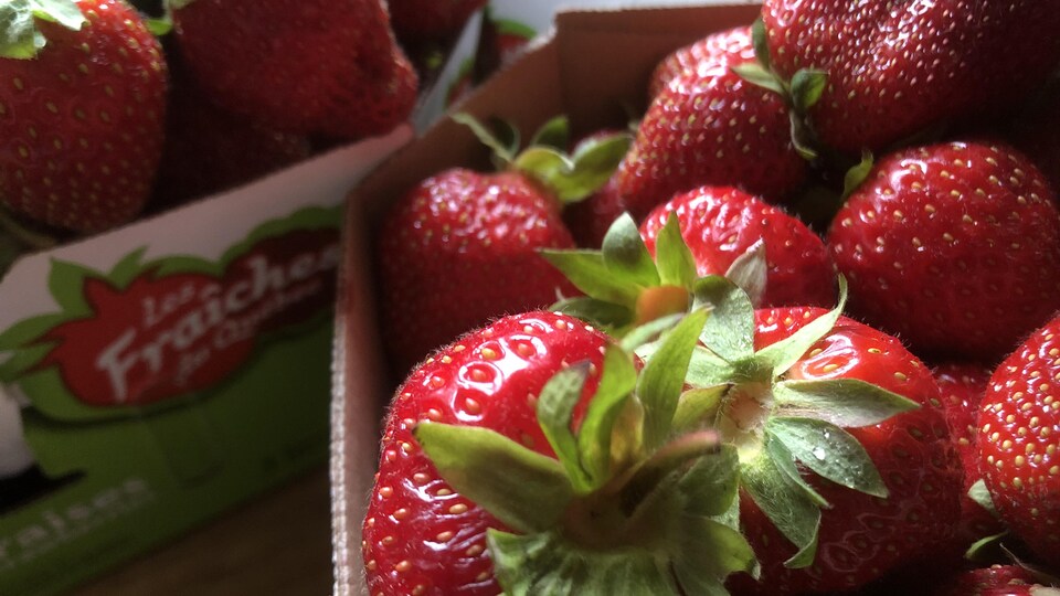 Des fraises dans un panier.