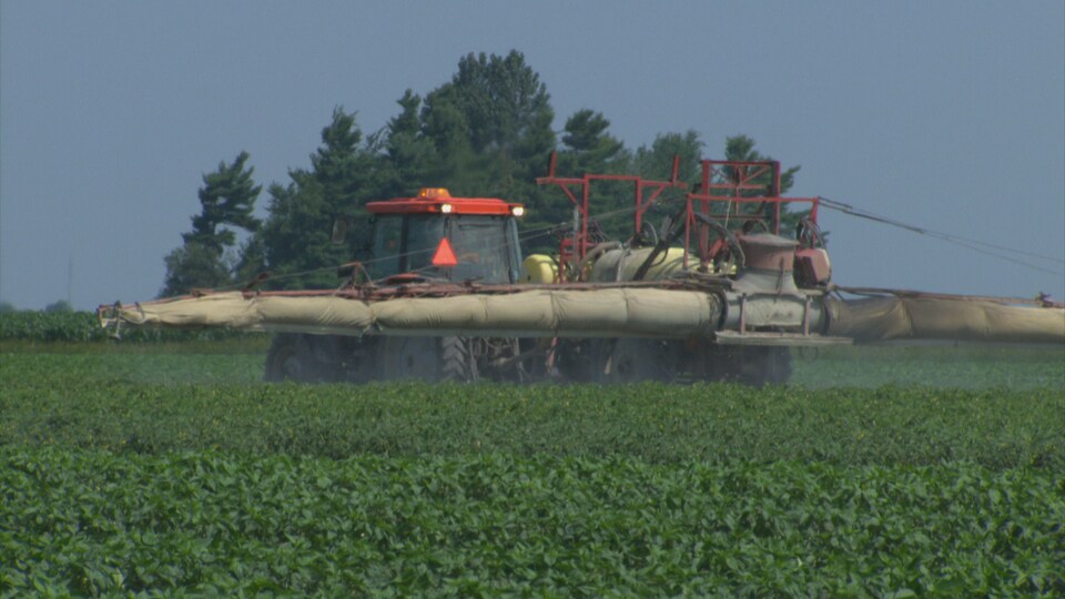 Épandage de pesticides dans un champ de fraises.