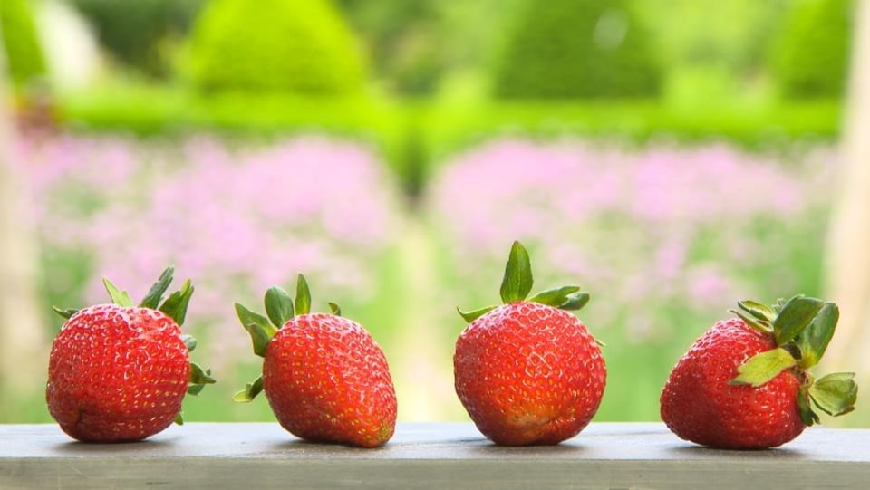 Quatre fraises rouges alignées sur une table.