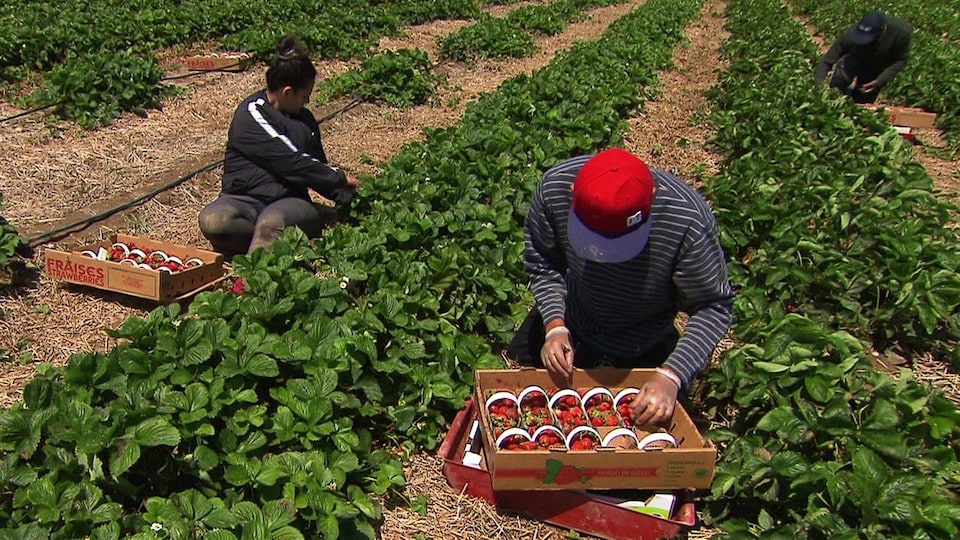 Une femme et deux hommes remplissent des paniers de fraises, accroupis près des plants.