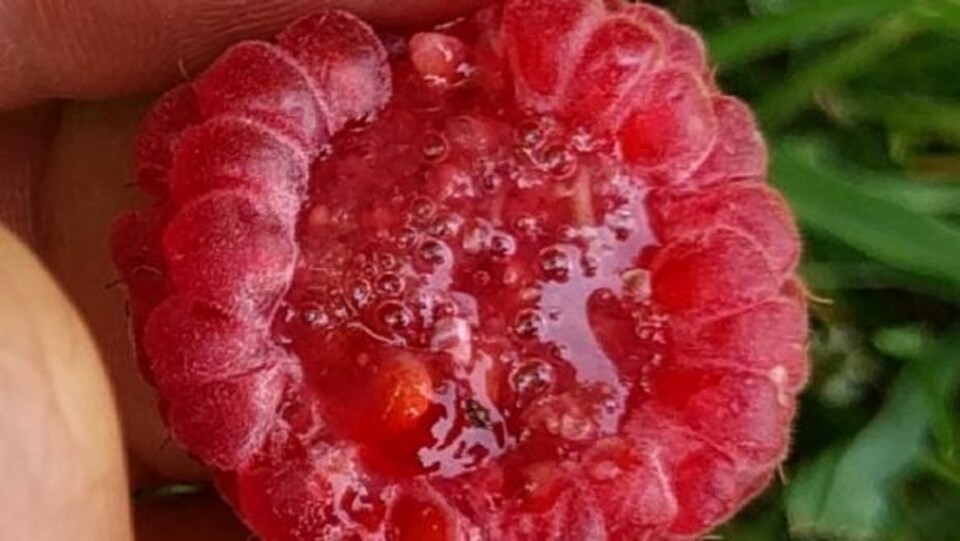 Une framboise malade, abîmée par la drosophile à aile tachetée