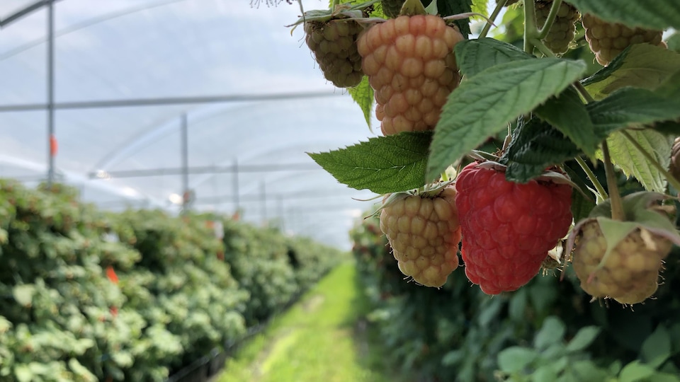 Gros plan de framboises cultivées sous serre à la Ferme horticole Gagnon.