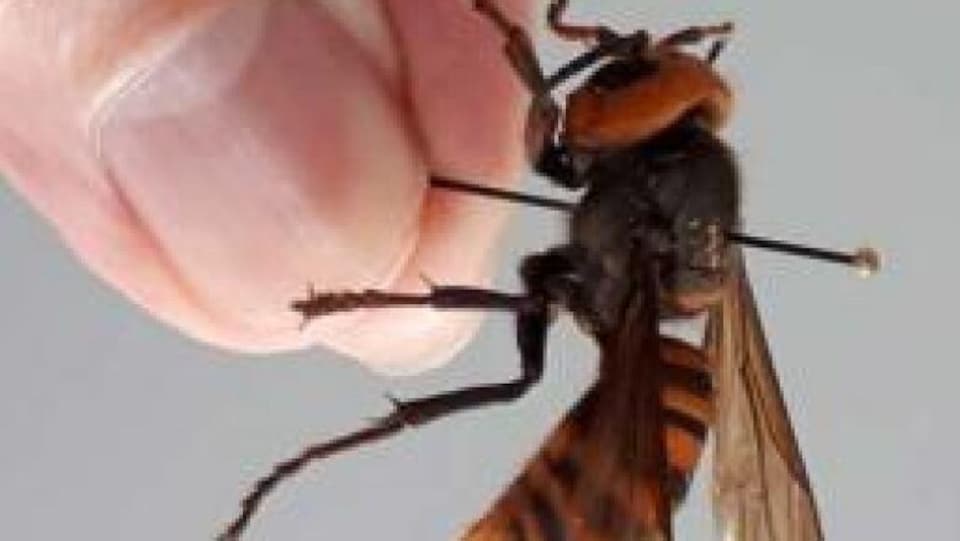 Un insecte mort, semblable à une guêpe, est tenu entre deux doigts.