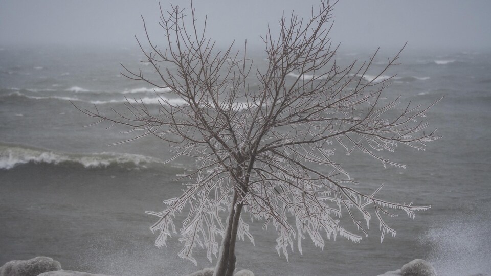 Des glaçons se forment sur les branches d'un arbre au bord du lac Ontario.