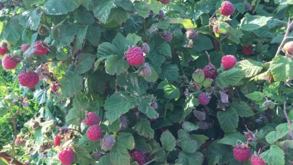 Un plant de framboises ayant subi le gel.