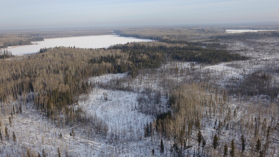 Vue aérienne d'une forêt en hiver.