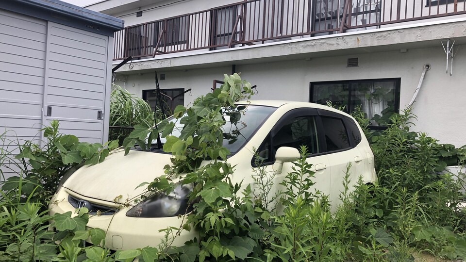 De la végétation recouvre complètement une auto abandonnée près d'une maison.