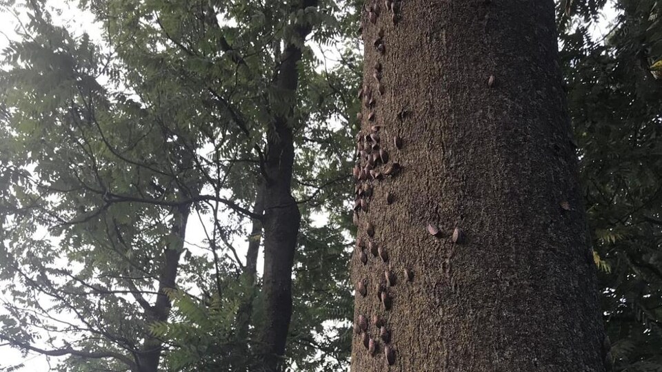 Several mottled stormflies on a tree.