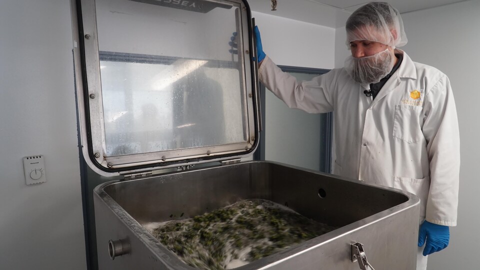Une homme regarde dans une machine du cannabis se faire laver dans de l'eau.