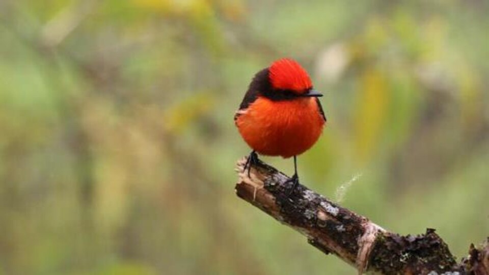 Un oiseau sur une branche.