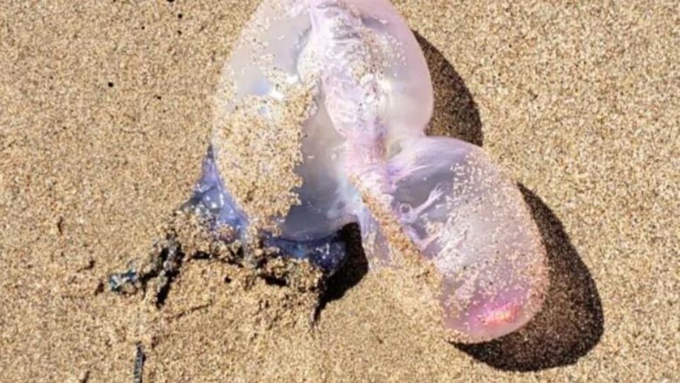 Une créature marine sur le sable de la plage.