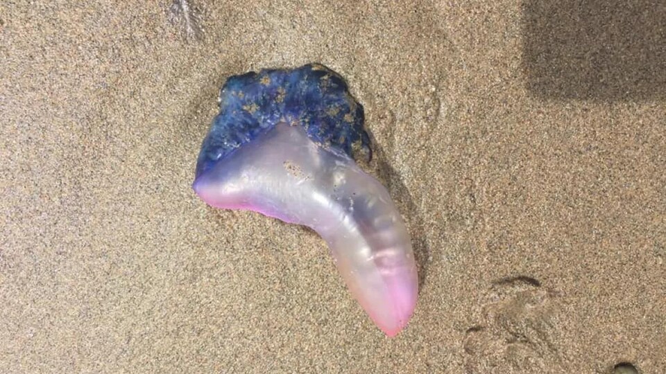 Une galère portugaise échouée sur la plage. 