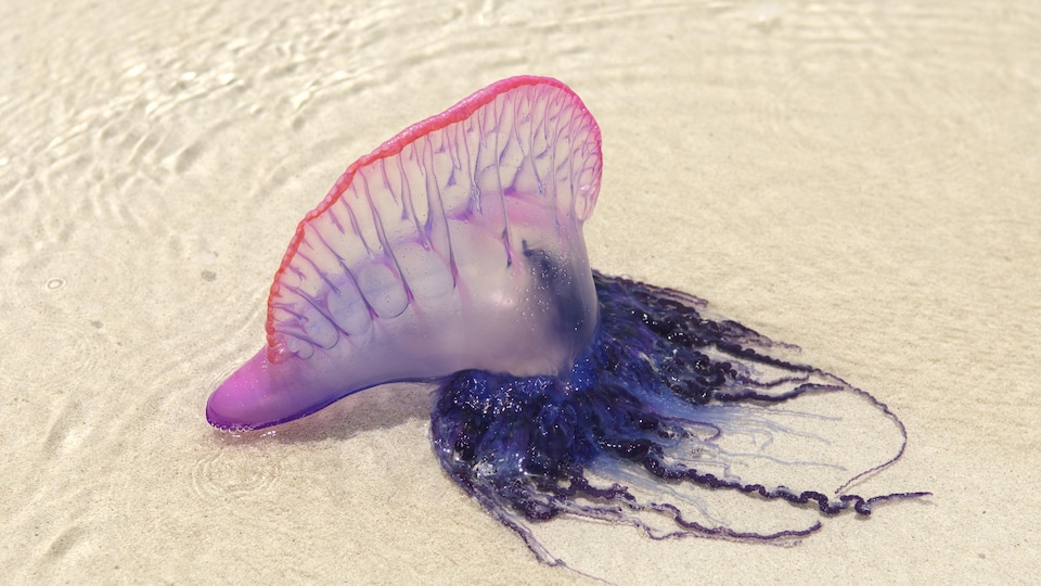 Une galère portugaise mauve et rose sur une plage de sable fin. On voit son corps translucide et ses tentacules.