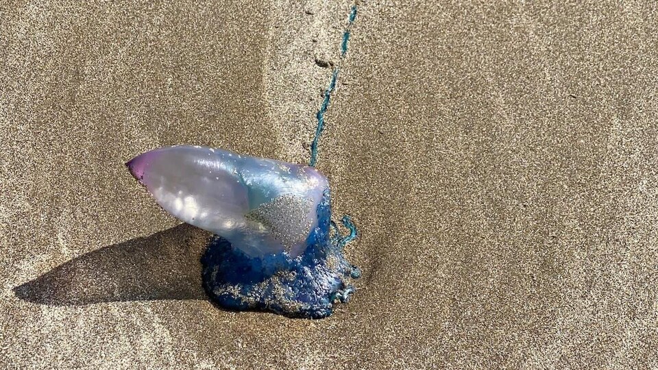 Une créature marine translucide et phallique est échouée sur la plage. Elle a un long tentacule mince et bleu.