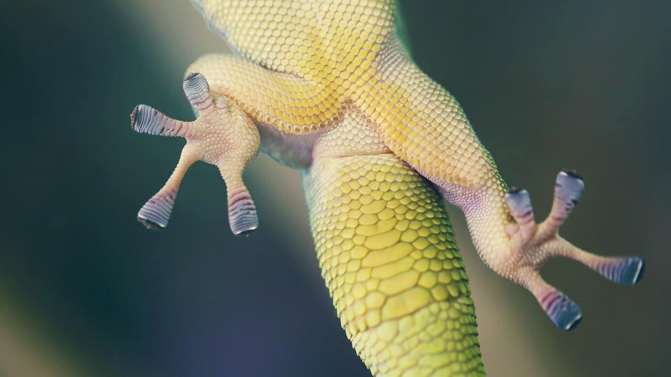 Gros plan sur les pattes d'un gecko s'accrochant à une surface de verre.