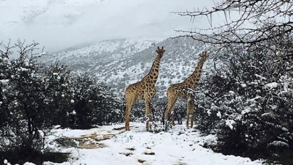 Deux girafes se tiennent debout dans un paysage de nature enneigée.