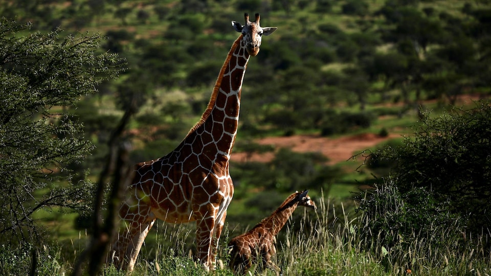 Une girafe adulte et un girafon.