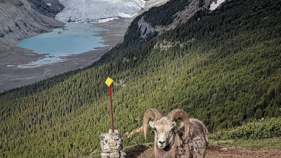 Un mouflon est debout sur une montagne avec, en arrière-plan, le champ de glace Saskatchewan, en Alberta.