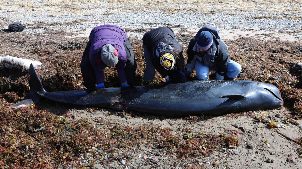 Trois membres de la Marine Animal Response Society agenouillés près d'un globicéphale mort sur une plage de la Nouvelle-Écosse.