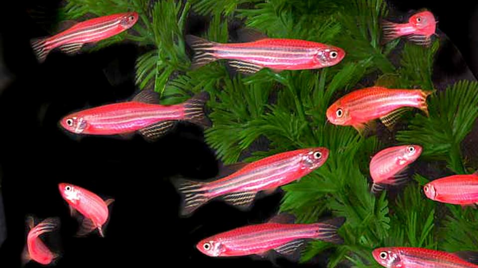 Des poissons rouges nagent.
