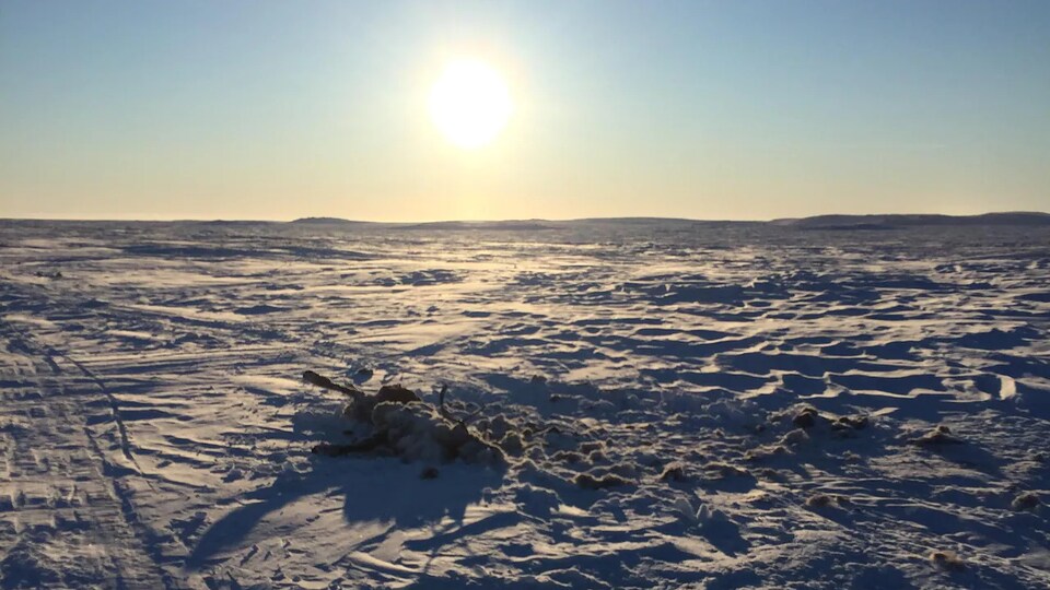 Une carcasse de caribou abandonnée au bord d'une route de glace, sur un lac enneigé, sous un soleil d'hiver.
