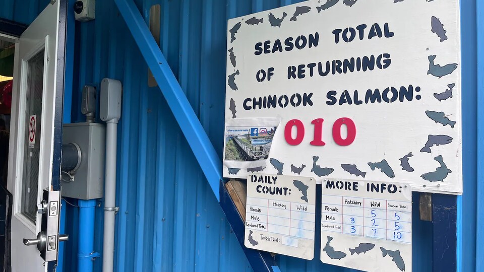 Une affiche montre qu'un nombre total de 10 saumons chinook a traversé la passe migratoire de Whitehorse cette saison, le mercredi 10 août 2022.