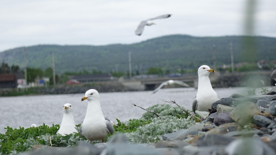 La Malbouffe Rend Elle Les Oiseaux Marins Moins Intelligents Radio Canada Ca