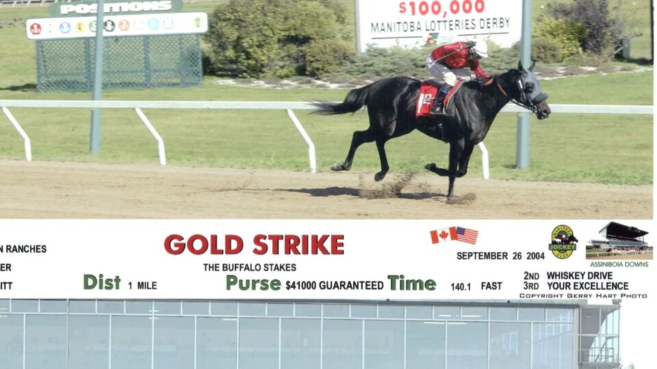 Une photo de la jument noire Gold Strike, en train de gagner une course à l'hippodrome Assiniboia Downs de Winnipeg en 2004. 