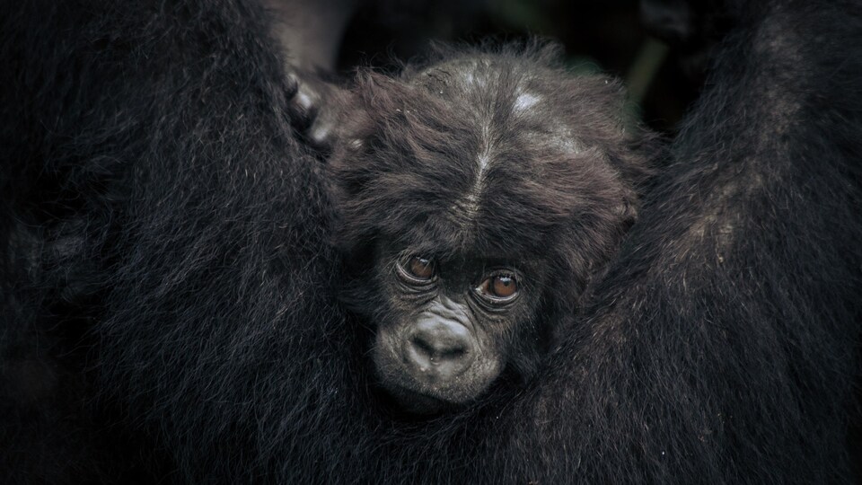 Un bébé gorille dans les bras de sa mère.